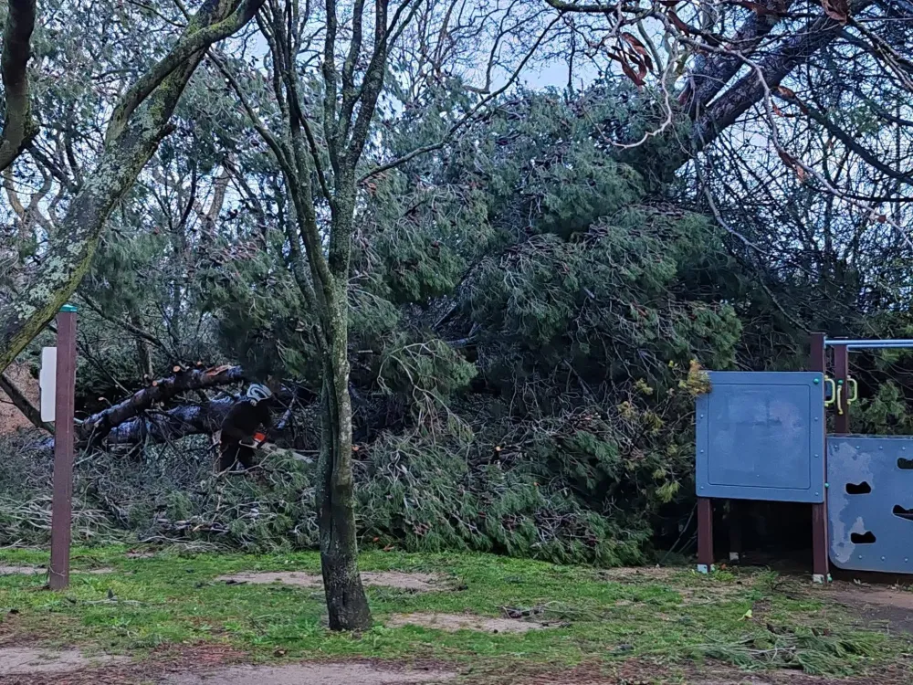 Taille d'arbres près de Barbaira