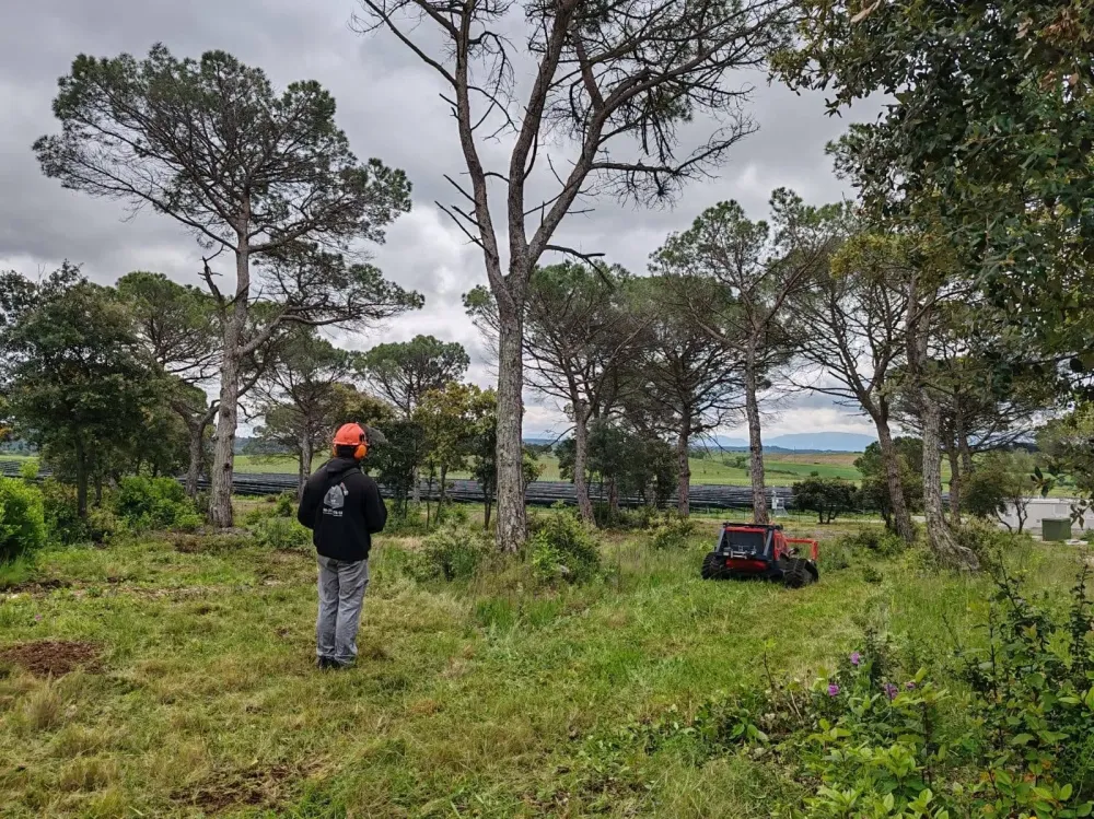 Entretien des arbres près de Barbaira